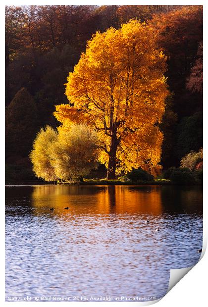 Single Tree at Stourhead Wiltshire Print by Paul Brewer