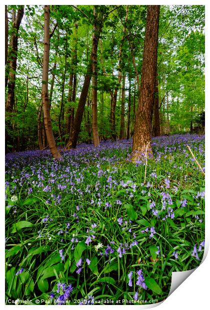 Bluebells in Milton Abbas Woods Print by Paul Brewer