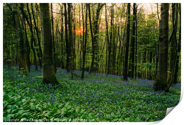 Sunset with Bluebells at Milton Abbas Woods Print by Paul Brewer