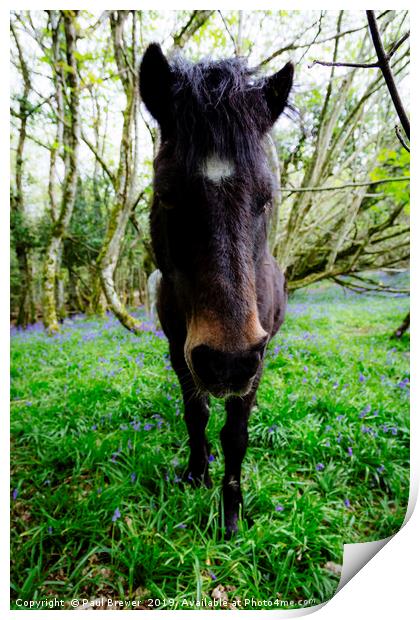 Thorncombe Woods Pony Print by Paul Brewer