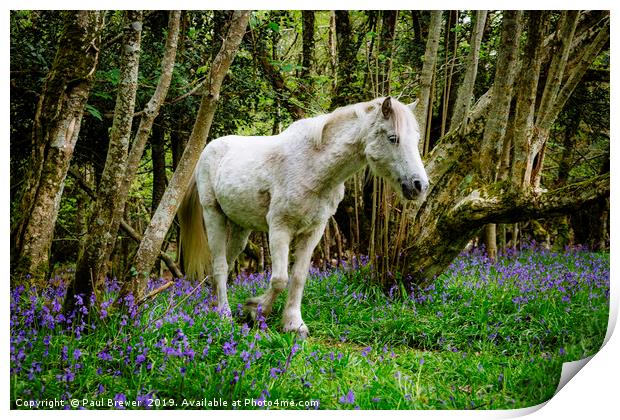 Thorncombe Woods Pony Print by Paul Brewer