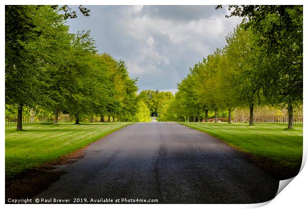 Avenue of trees at Lamer tree Print by Paul Brewer