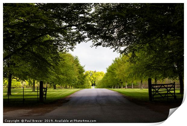 Avenue at Lamer tree Print by Paul Brewer