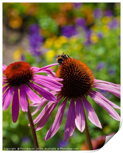 Bumblebee and CONEFLOWER Print by Paul Brewer