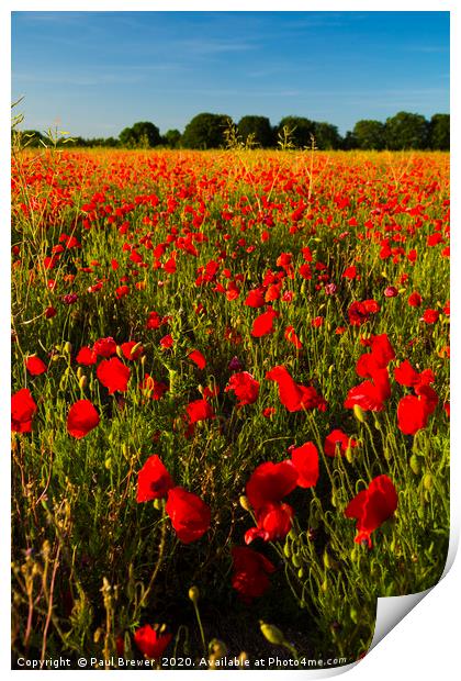 Poppies  Print by Paul Brewer
