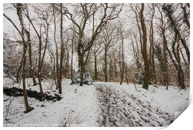 Thorncombe Woods in Winter Print by Paul Brewer