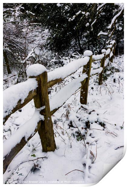 Thorncombe Woods fence line Print by Paul Brewer