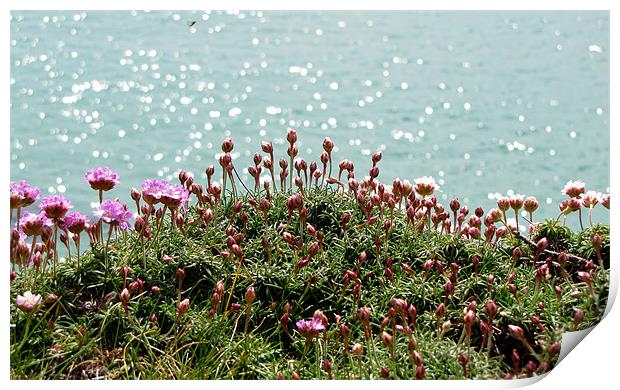 Pink Thrift Print by barbara walsh