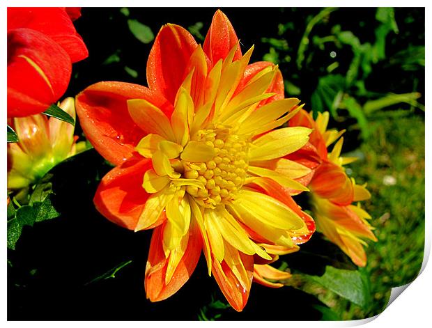 Dahlia Print by barbara walsh