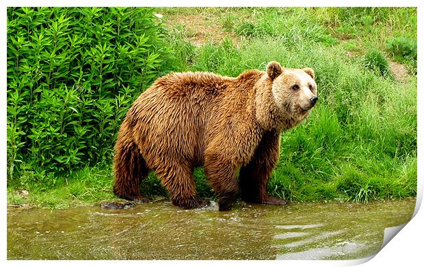 Brown Bear Print by barbara walsh