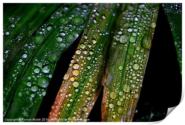 Raindrops! Print by Florian Walsh