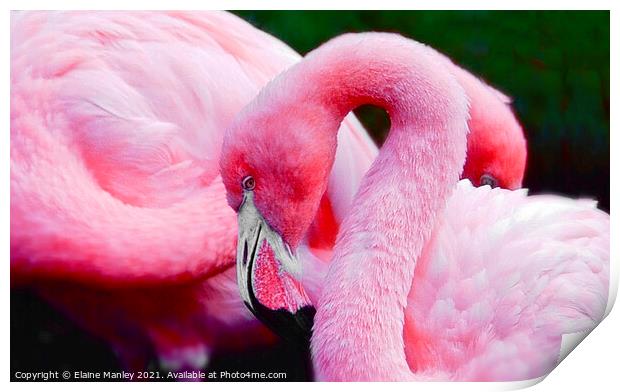 Flamingos     Bubble Gum Pink Print by Elaine Manley