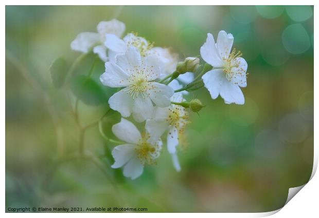 Strawberry Blossoms  Print by Elaine Manley