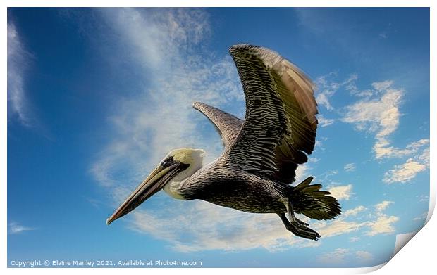 The Pelican  Print by Elaine Manley