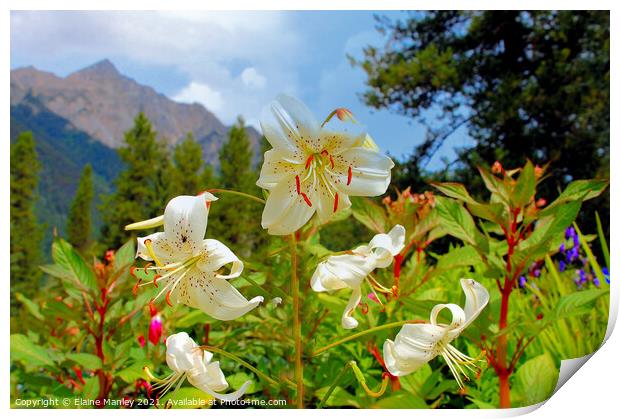 Lily Flowers  and Mountains                Print by Elaine Manley