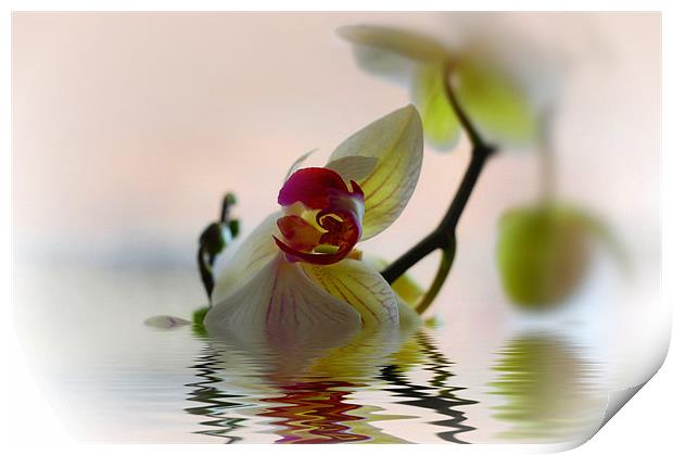 Orchid Flower Reflection Print by Elaine Manley