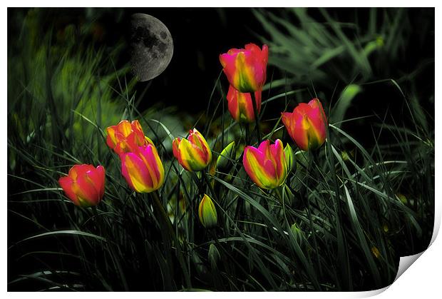Night Spring Tulip flowers Print by Elaine Manley