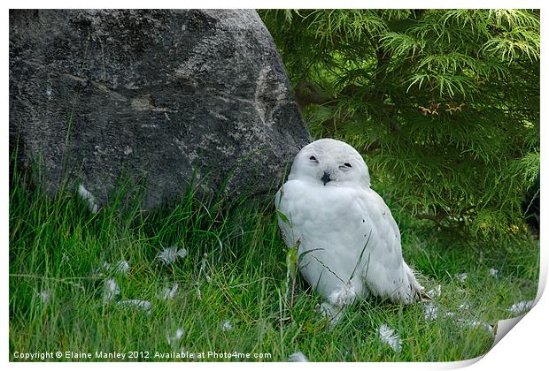Snowy Owlet Print by Elaine Manley
