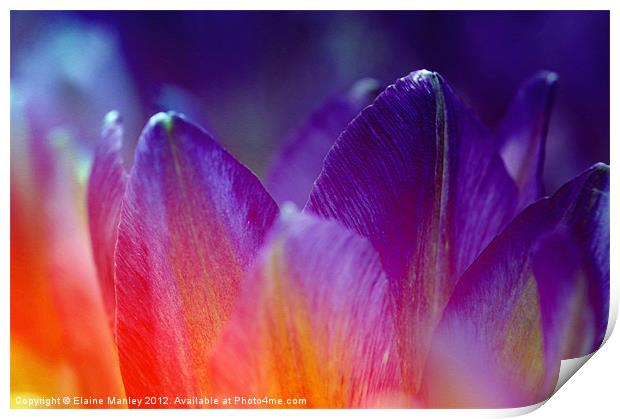  Purple and Red Spring Tulip Petals Print by Elaine Manley