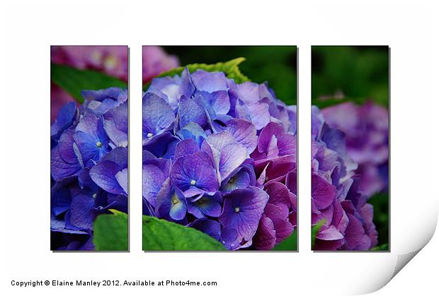 Hydrangeas inShades of Pink ,Blue and Purple Print by Elaine Manley