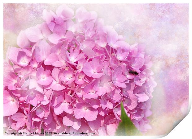 Pink  Hydrangeas Flower Print by Elaine Manley