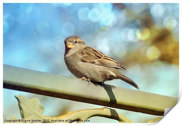 Little Sparrow Print by Elaine Manley