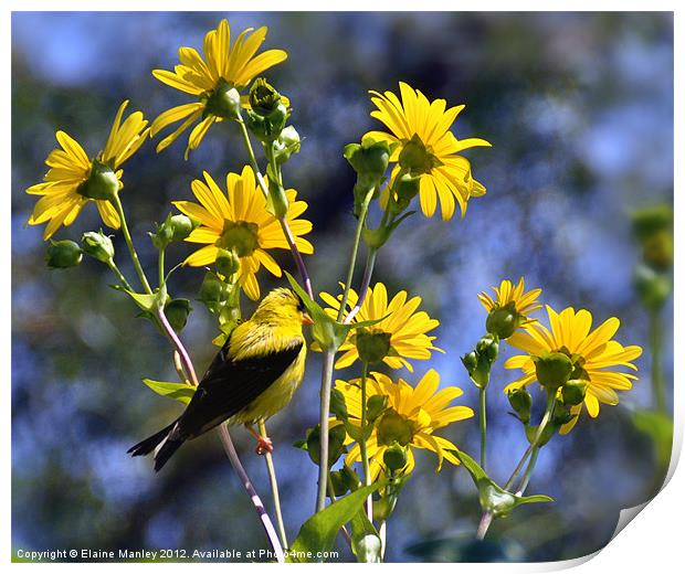 American Goldfinch on Wild flowers  Print by Elaine Manley