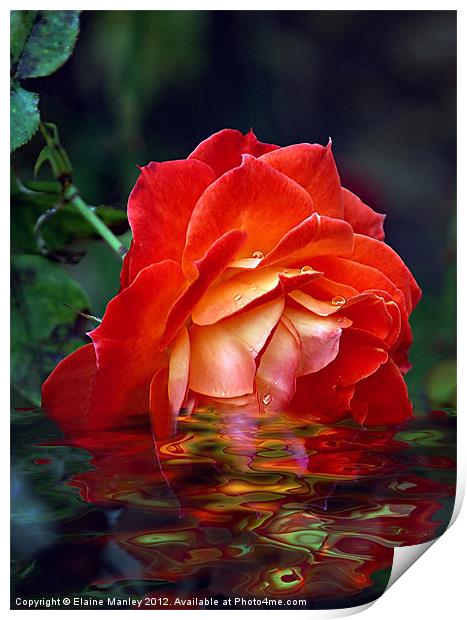 Orange Beauty Rose Flower Print by Elaine Manley