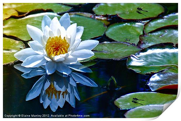 Lily  pads with a flower and Dragon Flies Print by Elaine Manley