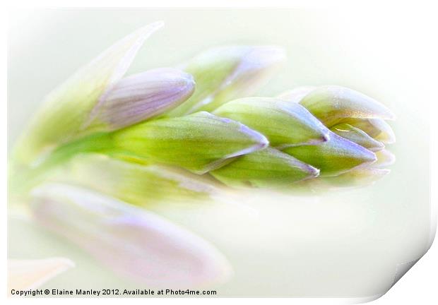 Hyacinth Flower Buds Print by Elaine Manley