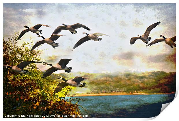 Flight of the Canadian Geese Print by Elaine Manley