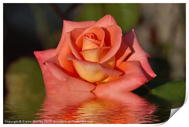 Mandarin Orange Rose flower Reflection Print by Elaine Manley