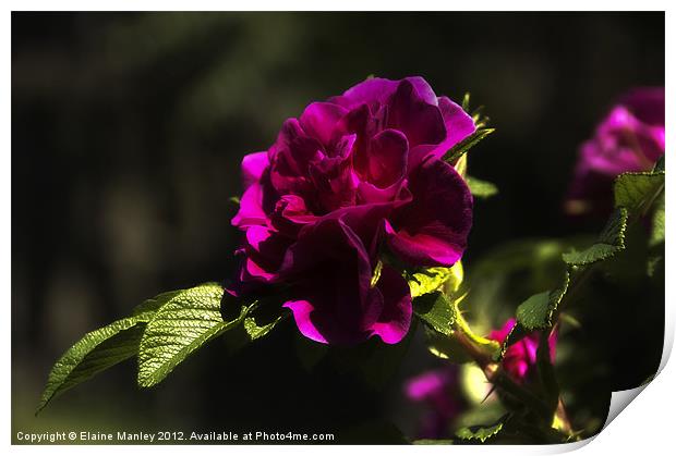 Crimson Rose Flower Print by Elaine Manley
