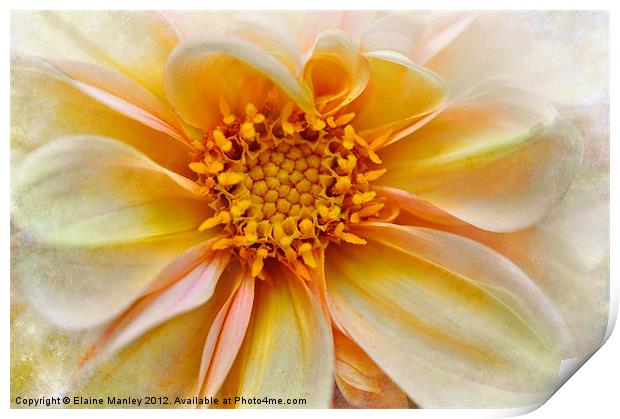 Yellow and Peach Dahlia Flower Print by Elaine Manley