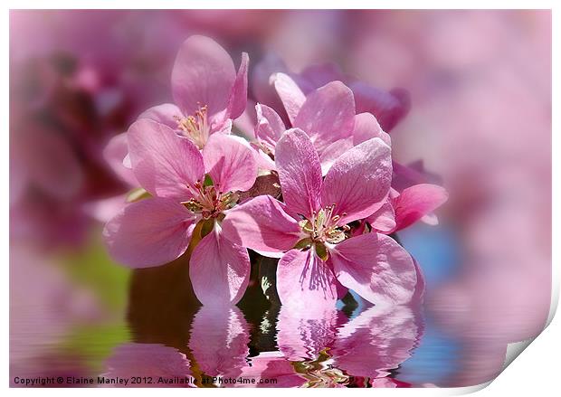   Flower   ..Spring Pink Cherry Blossom Print by Elaine Manley