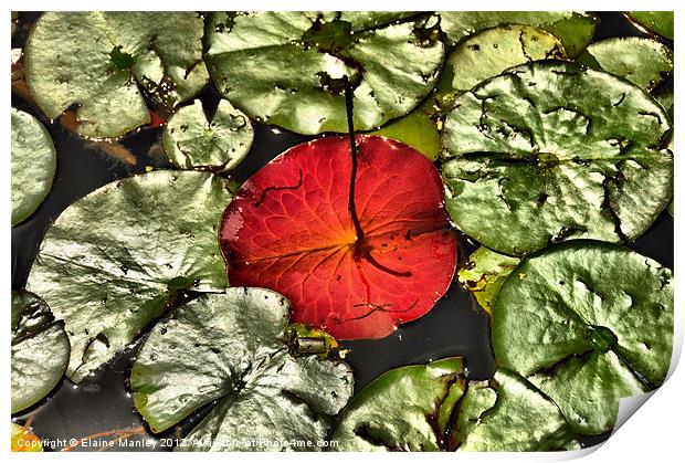 Water Lily Pad Upside Down Print by Elaine Manley