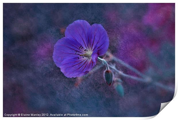 Purple Wild flower...Cranesbill flower Print by Elaine Manley