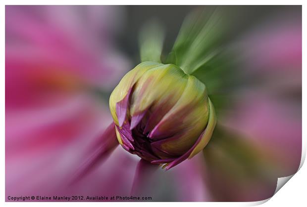Blooming Dahlia  Flower Print by Elaine Manley