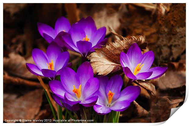 The First Signs of Spring .. Crocus Flower Print by Elaine Manley