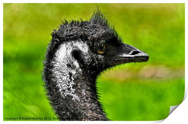 Fiesty Emu Print by Elaine Manley