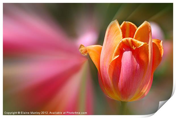  Spring Tulip Flower Print by Elaine Manley