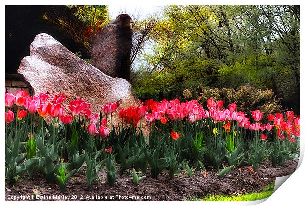    Flower  ..Tulip Garden on a Rainy Day Print by Elaine Manley