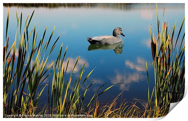 Spring Wetlands Print by Elaine Manley