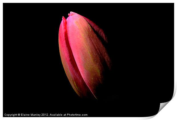  Flower  Tulip in the Dark Print by Elaine Manley