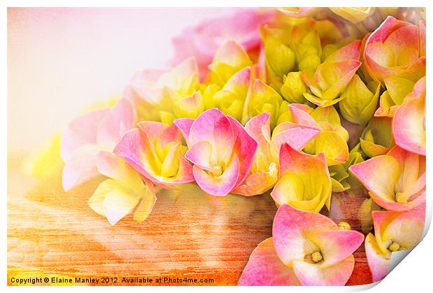 Hydrangea Flower  in Bloom Print by Elaine Manley