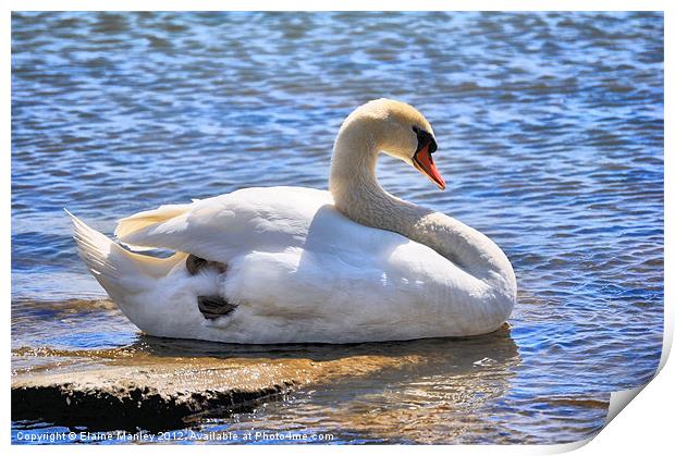 Lovely Mute Swan Print by Elaine Manley