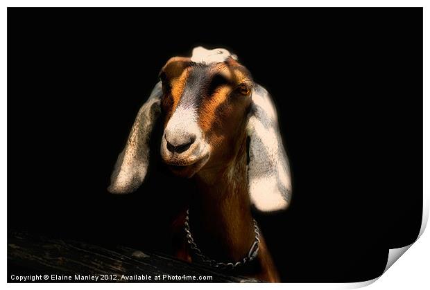 Nubian Goat       Animal  Print by Elaine Manley