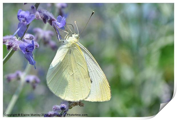 Cabbage White Butterfly Print by Elaine Manley