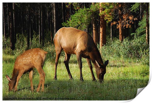 Mother and Baby Elk in Alberta Canad    Animal Print by Elaine Manley