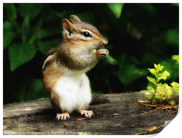Chipmunk in Nature    Animal Print by Elaine Manley